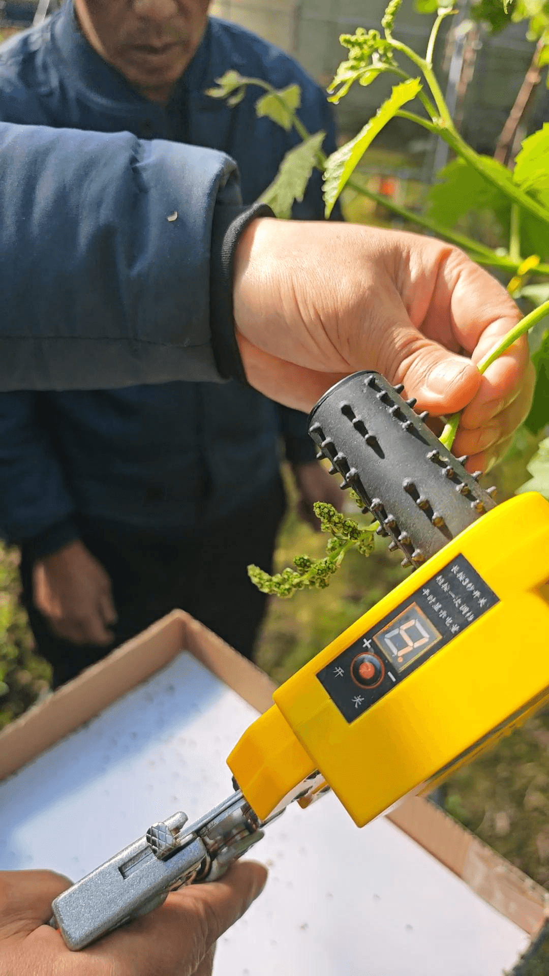 Grape Electric Intelligent Flower Thinner