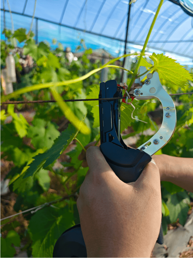 Handheld Plant Tying Machine No. 7 with Tape and Staples