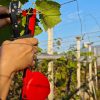 Handheld Plant Tying Machine No. 9 with Tape and Staples