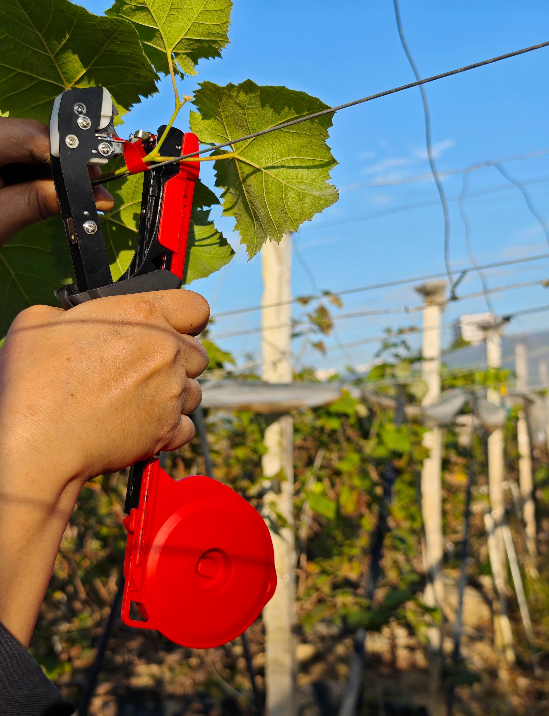 Handheld Plant Tying Machine No. 9 with Tape and Staples