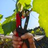 Handheld Plant Tying Machine No. 3 with Tape and Staples
