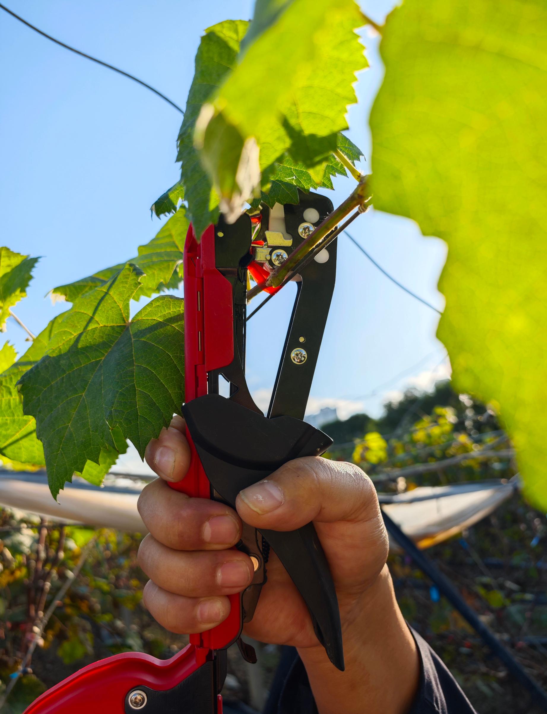 Handheld Plant Tying Machine No. 3 with Tape and Staples