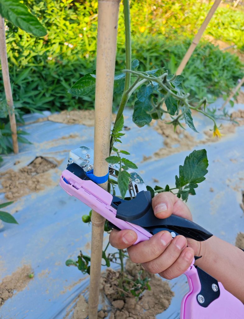 Best Way to Tie Tomato and Grape Vines: Manual vs Plant Tying Machine