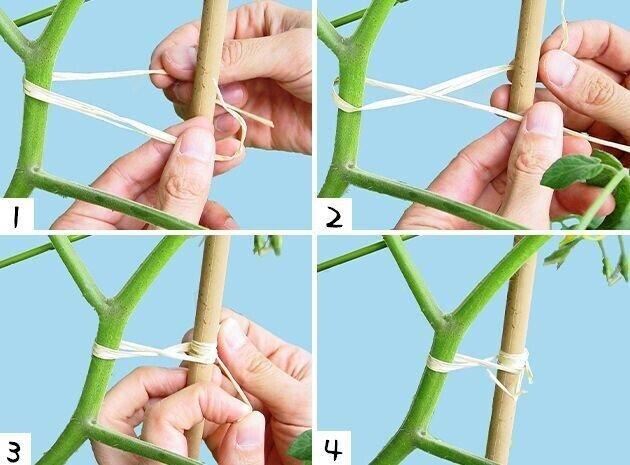 How to Stake and Tie Up Tomato Plants (Complete Beginner Guide)