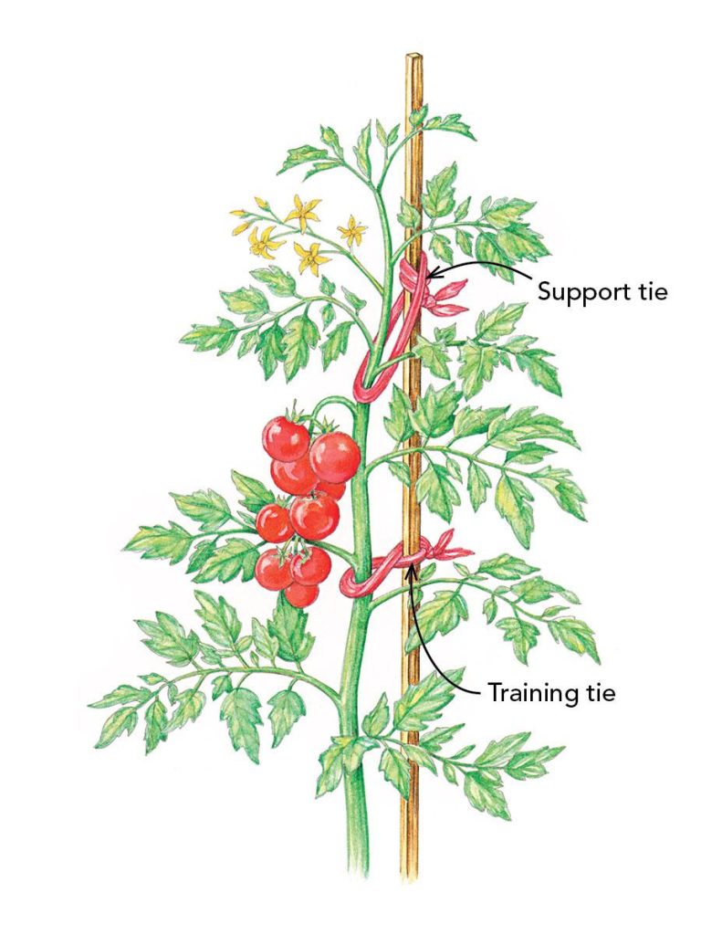tomato plant support, how to tie tomato plants, plant tying machine for tomatoes, garden staking guide