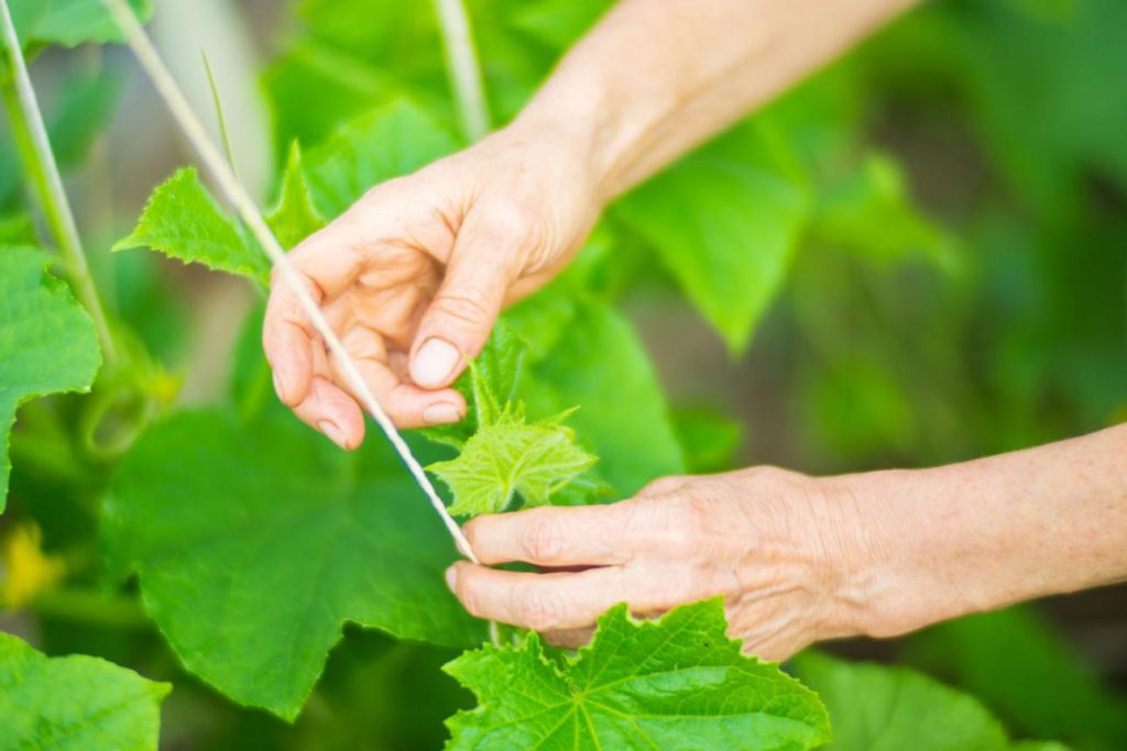 Plant Tying Machine vs Manual Tying: Which Is Better for Farmers? (2026 Guide)