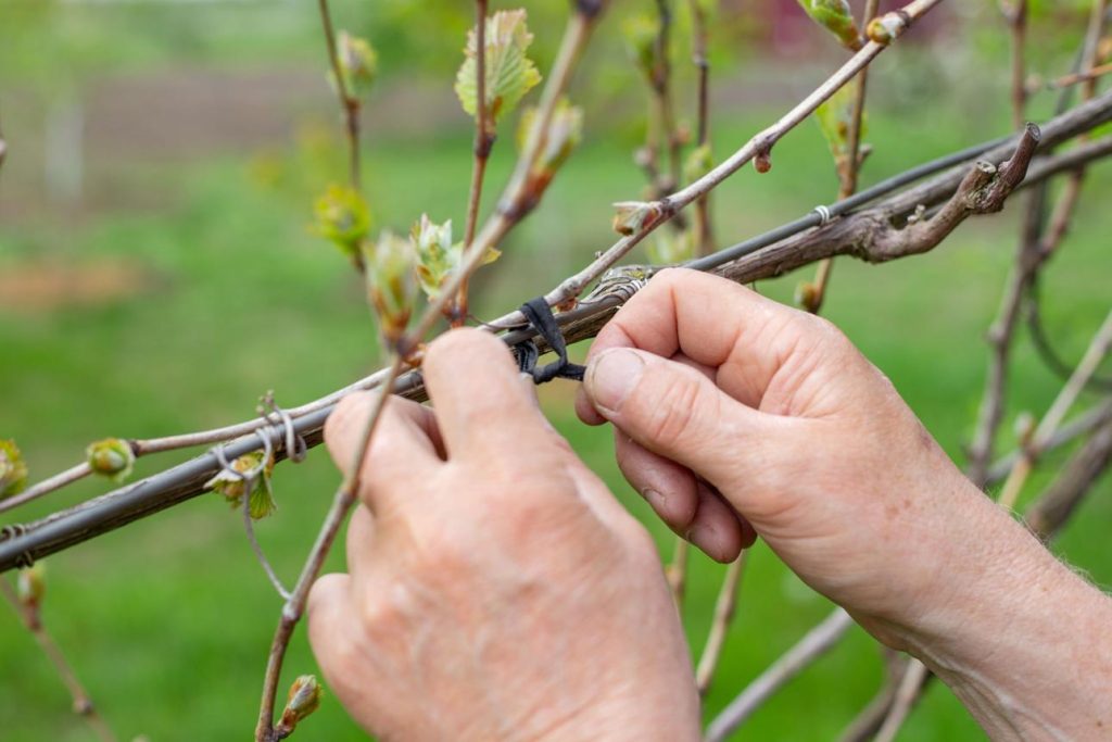 manual plant tying tomato vine
plant tying machine tapetool usage
grape vine tying machine trellis
plant tape and staples tool
