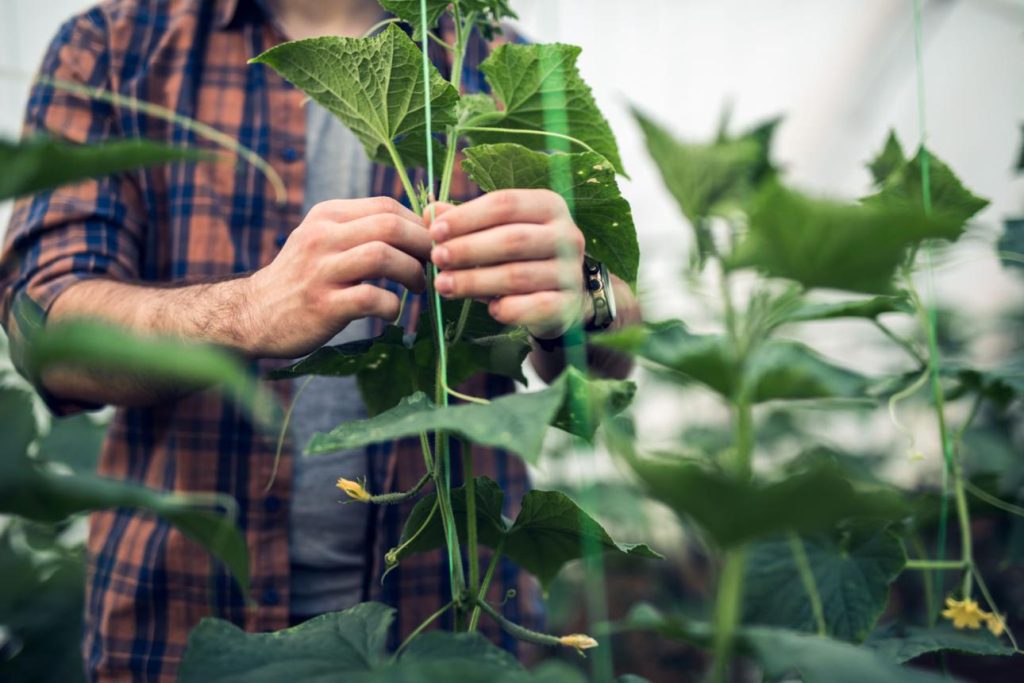 manual plant tying tomato vine
plant tying machine tapetool usage
grape vine tying machine trellis
plant tape and staples tool