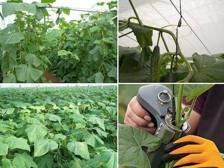 how to use plant tying machine step by step
tapetool loading tape and staples
grape vine tying machine trellis usage
plant tying tool tomato support