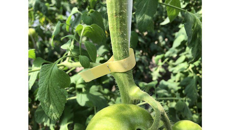 plant tying machine tool for tomatoes
grape vine tying machine usage
plant tape and staples for tying tool