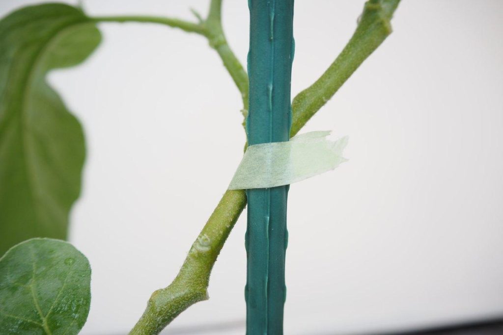 plant tying machine tool for tomatoes
grape vine tying machine usage
plant tape and staples for tying tool