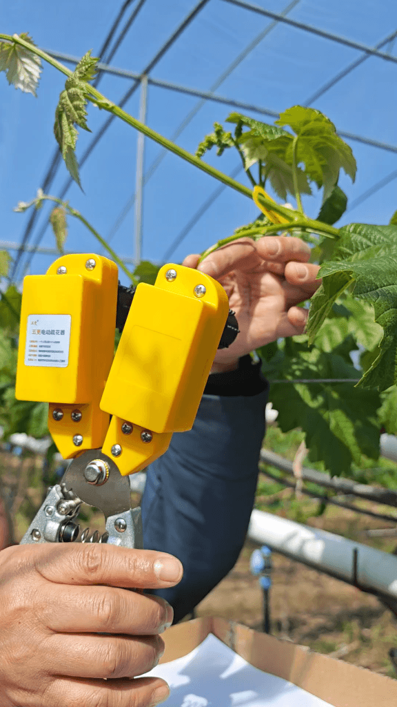 electric grape flower thinner in real vineyard operation