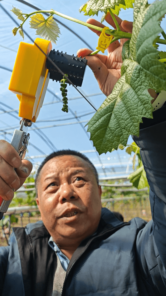 operator using electric intelligent flower thinner on grape vine