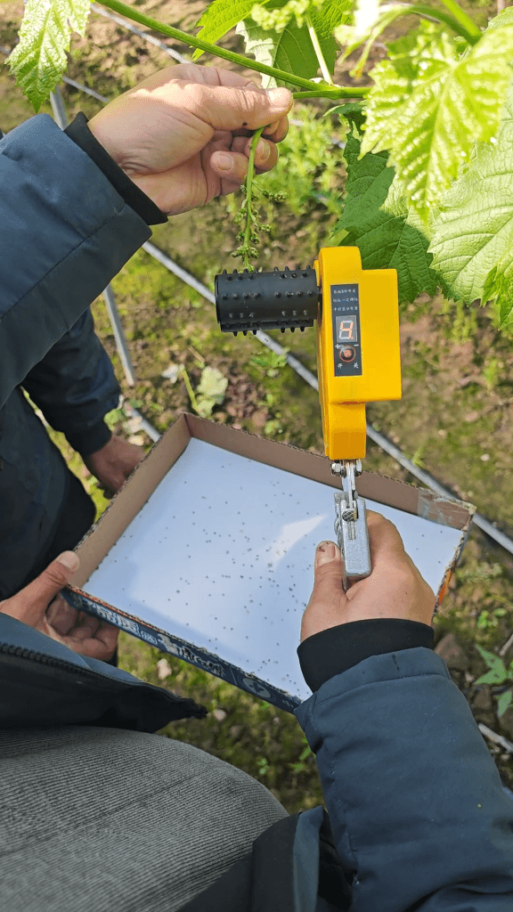 electric flower thinner working on grape vine in vineyard