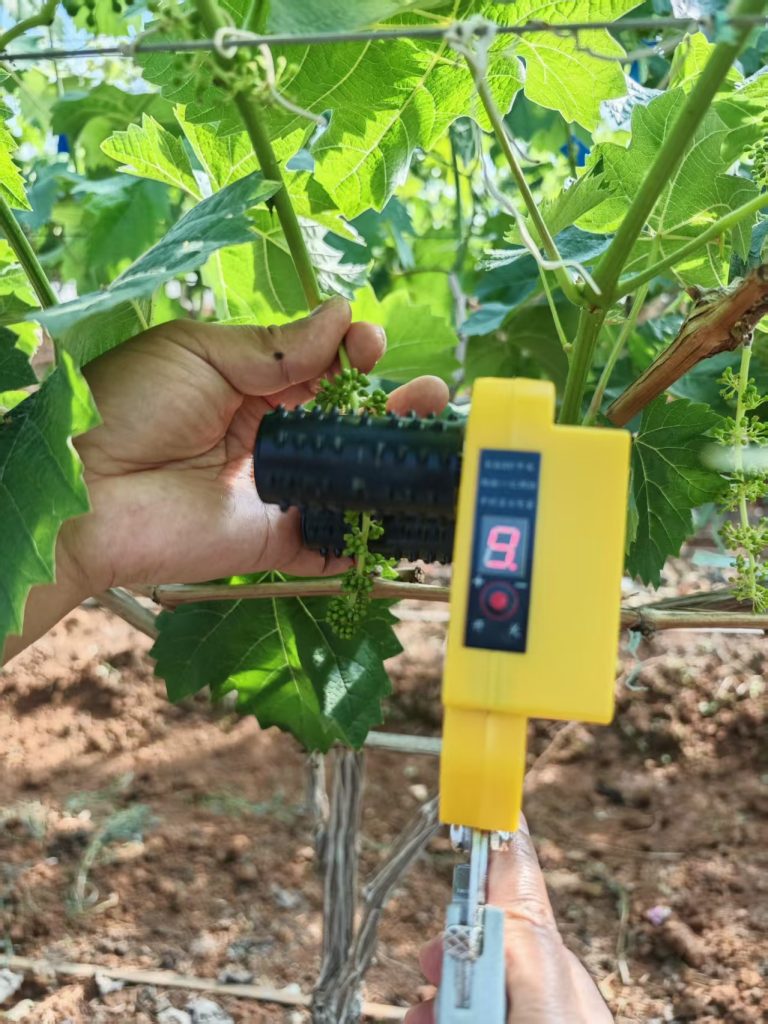 electric flower thinner working on grape vine in vineyard