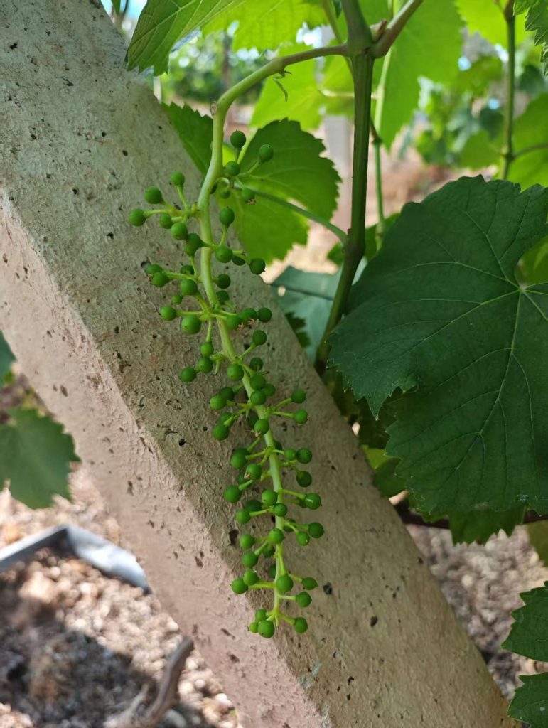 young grape cluster in vineyard after flower thinning stage