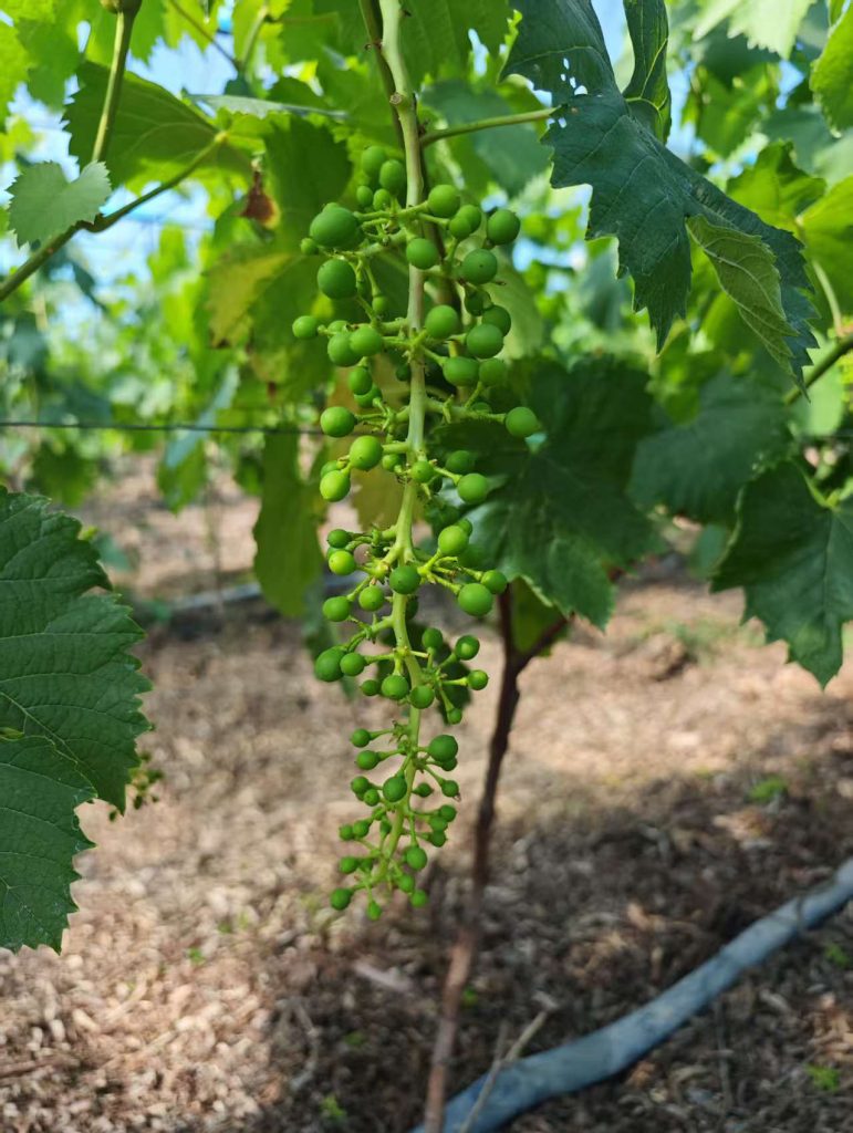 young grape cluster in vineyard after flower thinning stage