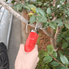 2.5CM Cordless Electric Pruning Shear Bare Tool