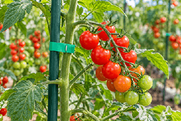 Cherry Tomato Growing Guide: Training, Tying and Daily Crop Management